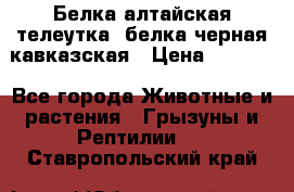 Белка алтайская телеутка, белка черная кавказская › Цена ­ 5 000 - Все города Животные и растения » Грызуны и Рептилии   . Ставропольский край